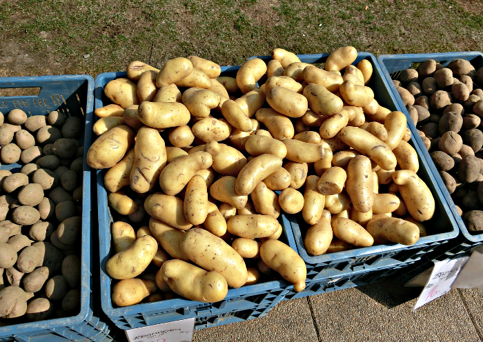 Сорта картофеля для Кировской области