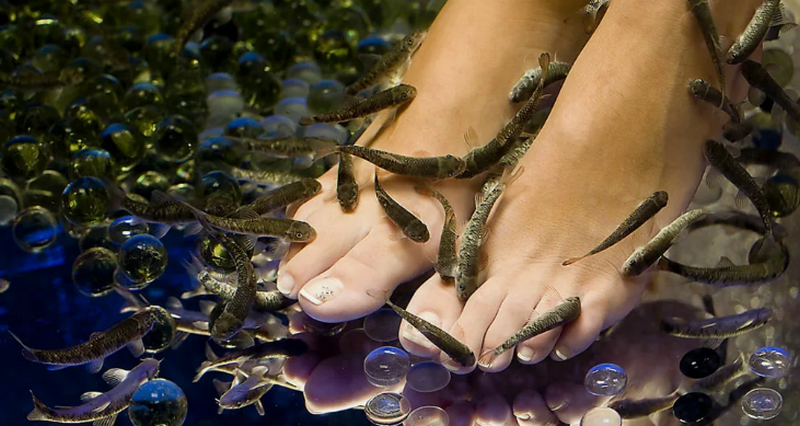 Стоит ли делать педикюр рыбками: Достоинства, риски, подготовка ...