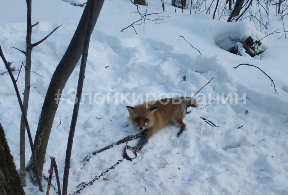 Зоозащитники спасли лису, угодившую в капкан в окрестностях Якутска — апекс124.рф