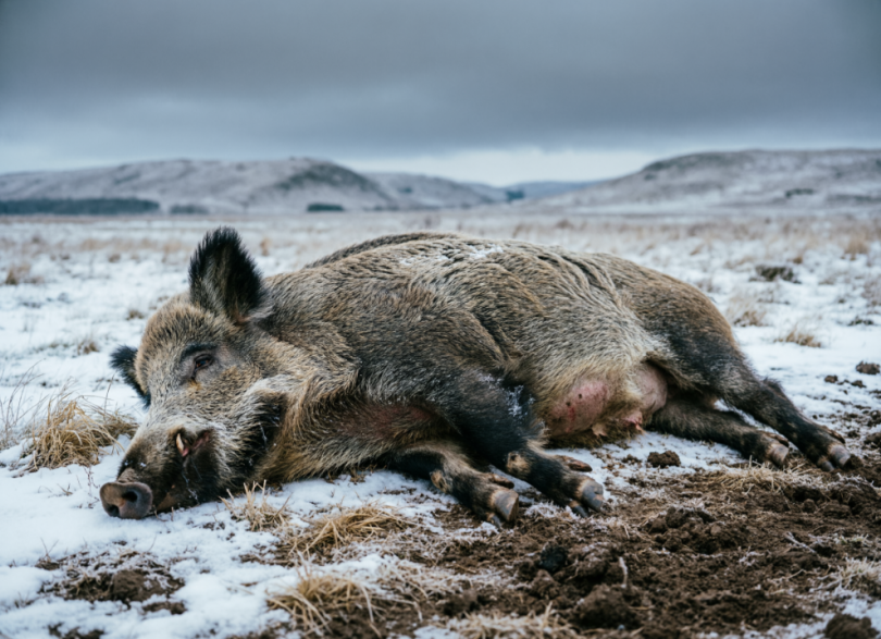 ����������� ����� ����� ������, ��������� - �������